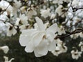 Magnolia Lebner, Magnolia Ãâ loebneri Merrill Royalty Free Stock Photo